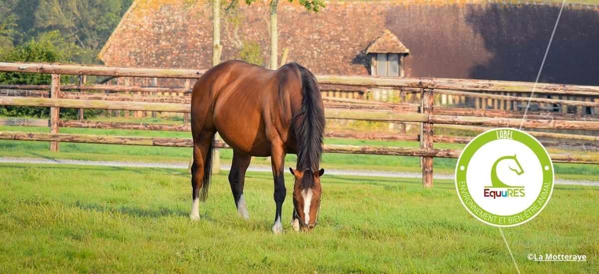 Les labellisés EquuRES Environnement et Bien-être Animal du mois