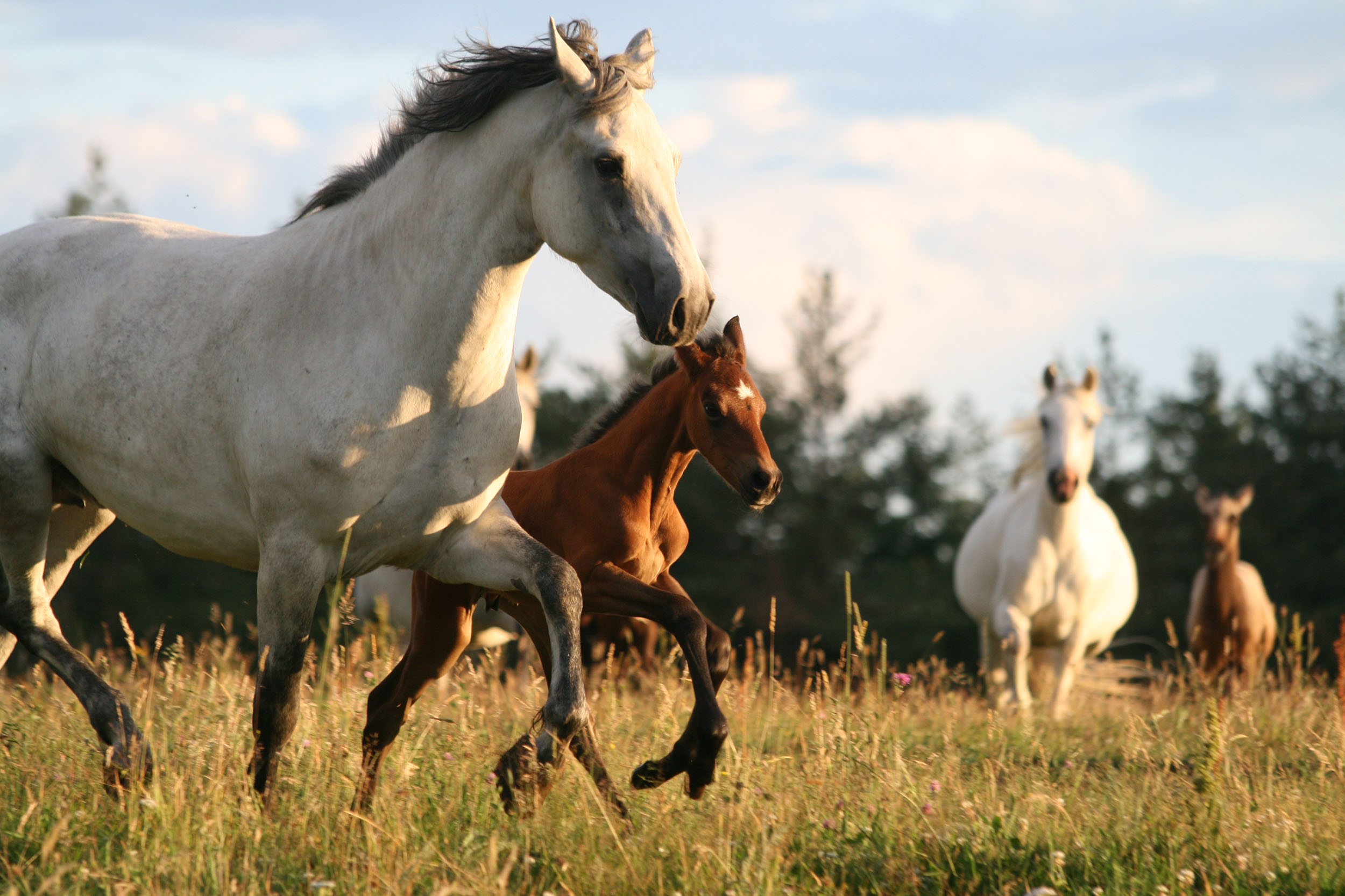 Conseil du Cheval AURA élevage