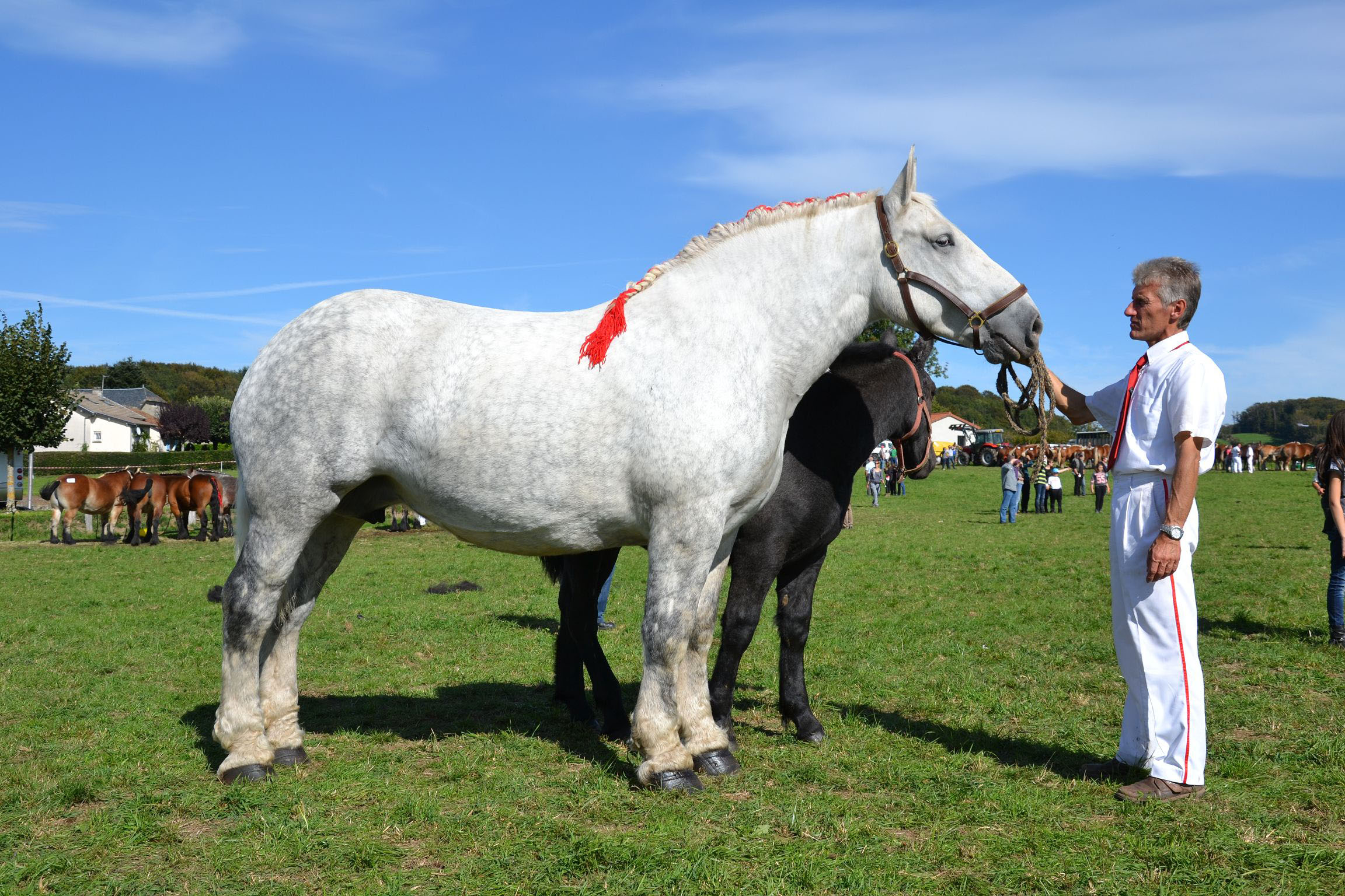 Conseil du Cheval AURA Trait