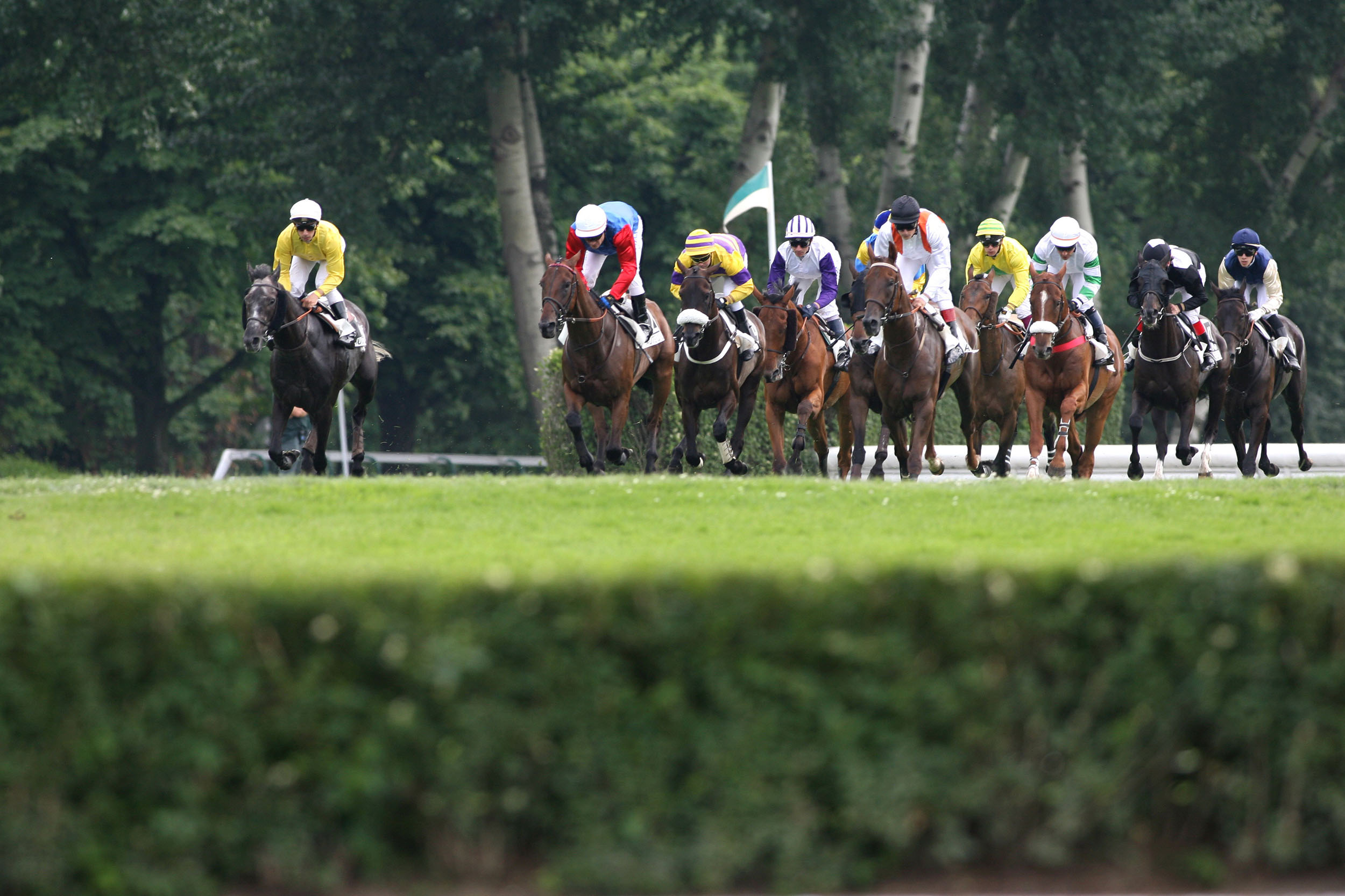 Conseil du Cheval AURA Courses